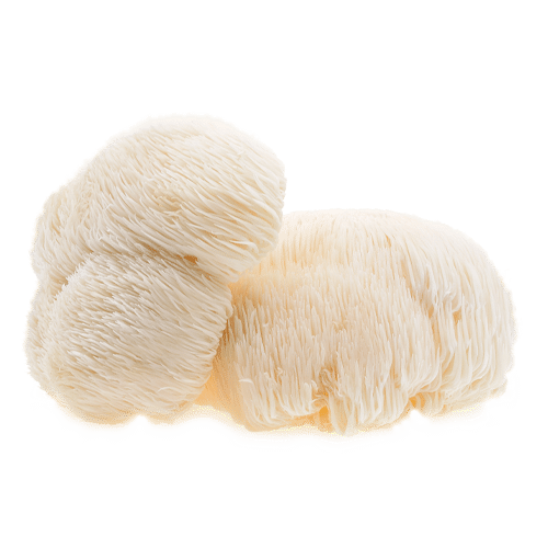 כמוסות פטרית רעמת האריה ברא צמחים | Bara כמוסות פטרית רעמת האריה ברא צמחים | Bara