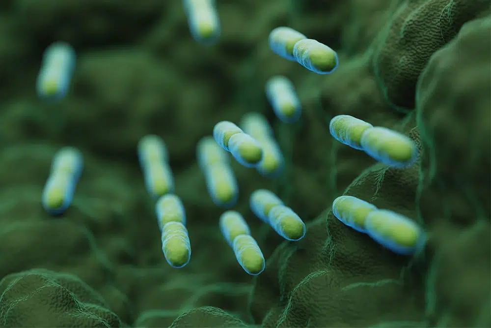 ביו 25 סופהרב |  Supherb